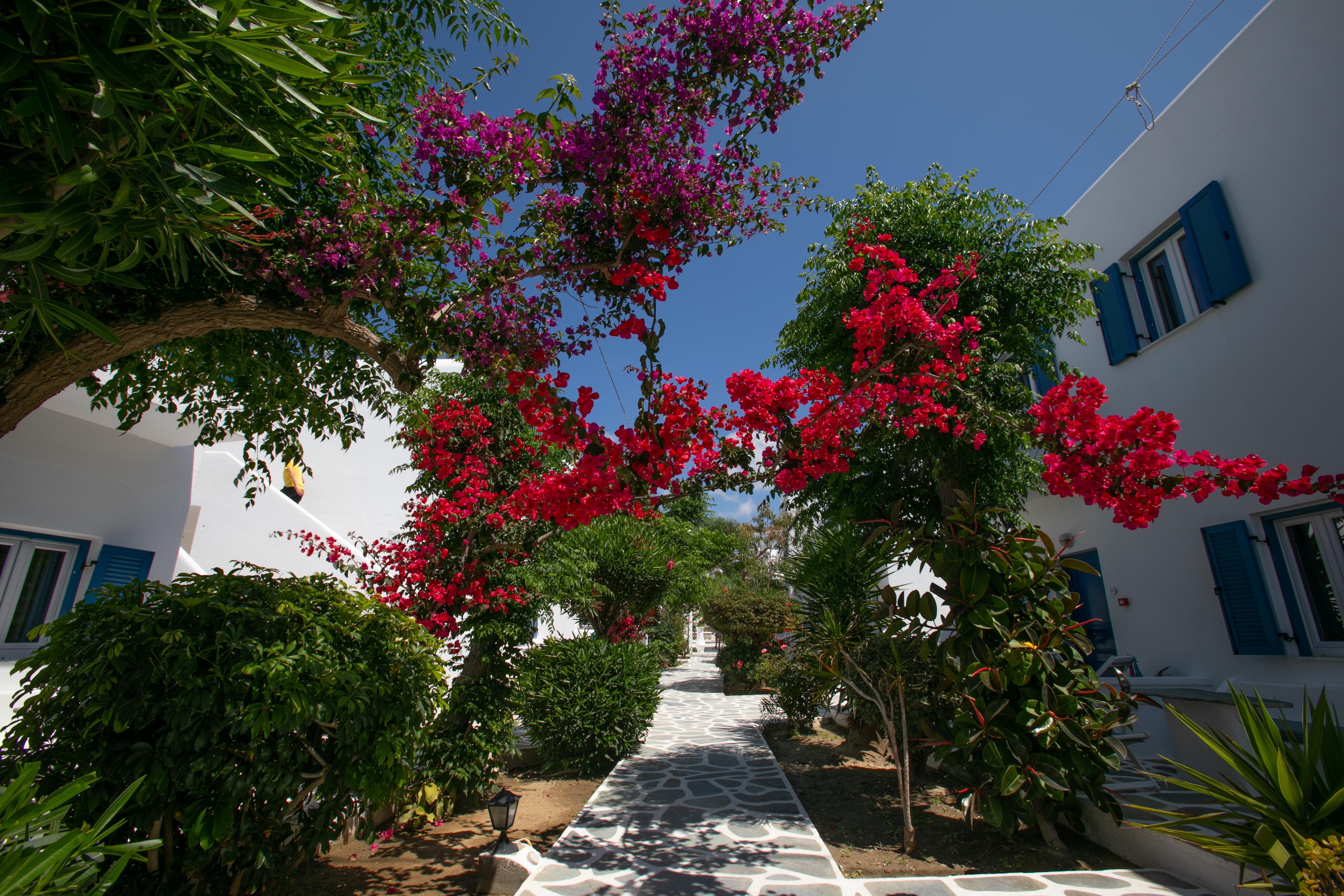 Acrogiali Beachfront Hotel Mykonos Platys Gialos  Bagian luar foto