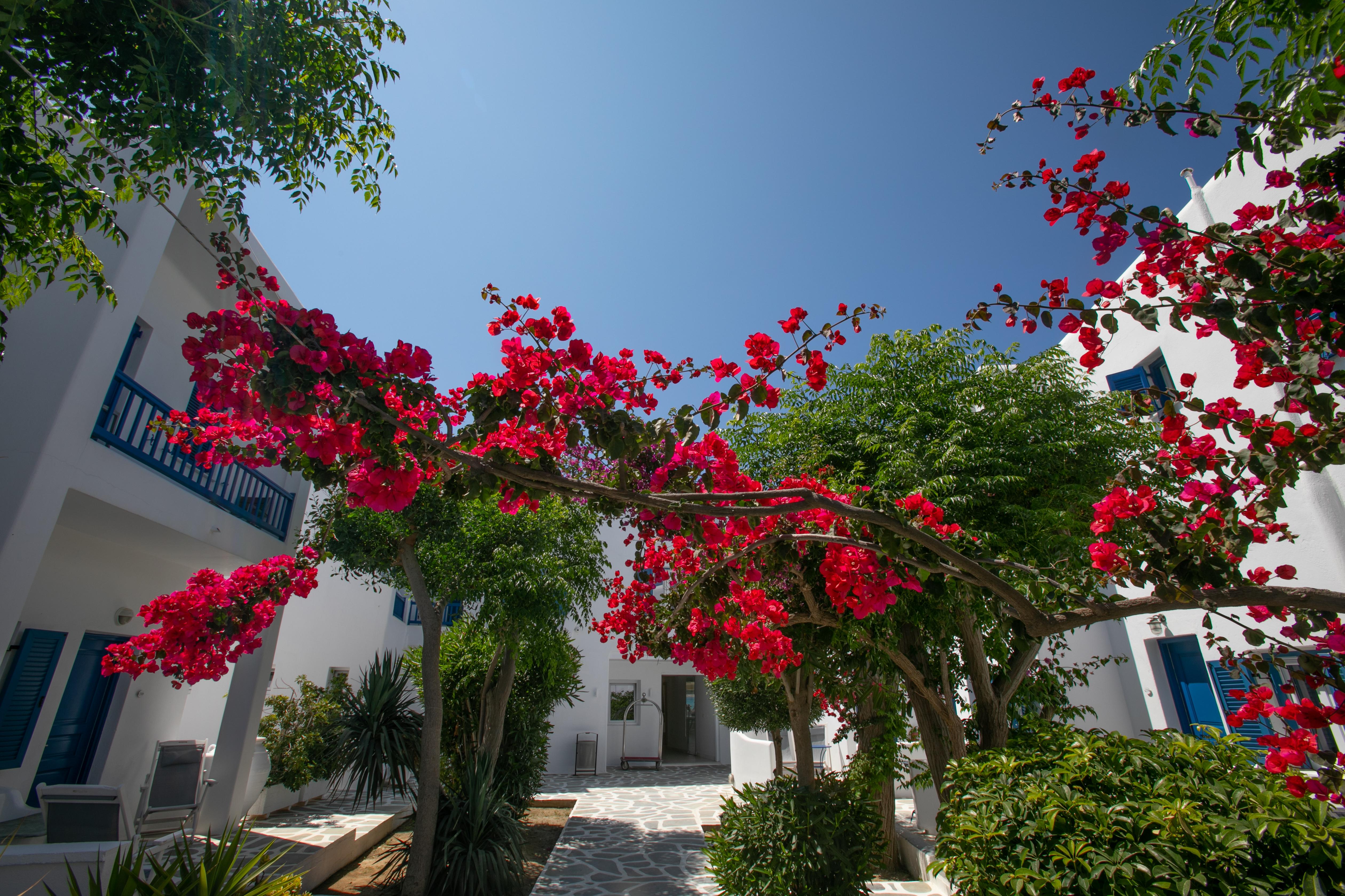 Acrogiali Beachfront Hotel Mykonos Platys Gialos  Bagian luar foto